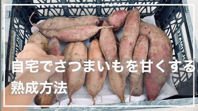 芋掘りのさつまいもが甘くなる保存方法＆究極の焼き芋レシピ！千葉県のローカルメディア「チイコミ！by ちいき新聞」