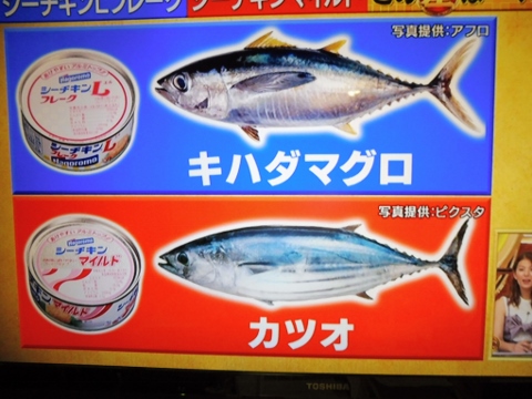 ツナ缶6選を実際に食べ比べ♪ 塩味・油感・身の大きさの3つをチェック - トクバイニュース
