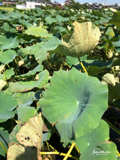 レンコンの葉での染め体験岡田理絵のブログ