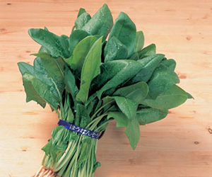 ほうれん草の旬はいつ？ 選び方や保存のコツを知って料理に生かそう