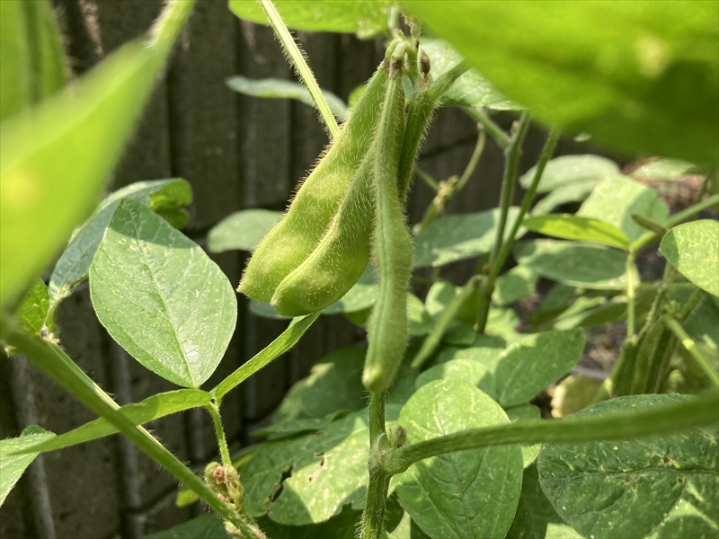 プランターに種まき芽を出した、枝豆の苗の写真素材70944715- PIXTA