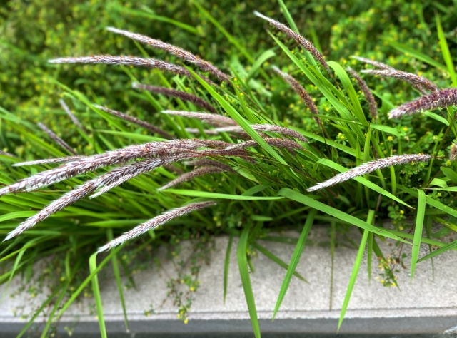 ショウリョウバッタ - こん虫ずかんWebずかん