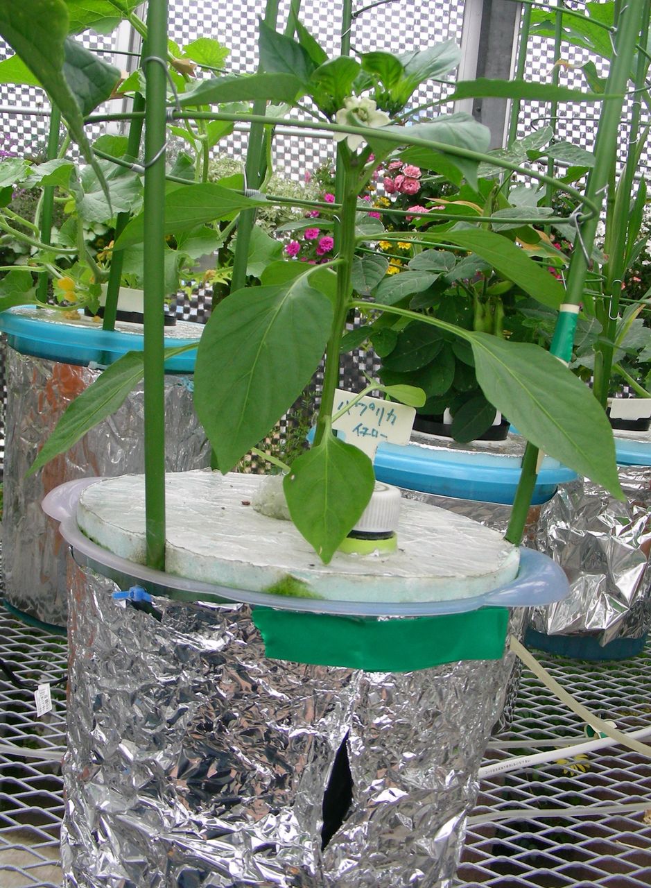 初心者が『パプリカ』を植木鉢で再生栽培してみた。184日間の奇跡！よしながき