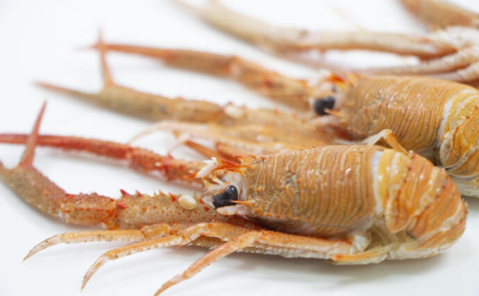 鶴と亀」を描いた縁起物！桂新堂から敬老の日に贈りたい特別なえびせんべい『福海老』が新登場 - ラブすぽ