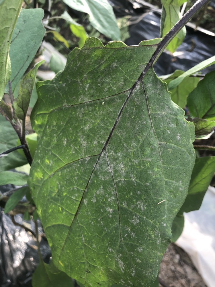 オクラの葉が丸まって中に黒いタマゴのようなものが沢山あるようなのですが、カメムシさんのタマゴでしょうか？気温が低くなってきたので、虫さんが葉を落としてくれているという解釈でよろしいでしょうか？ 一応葉は付け根からとって、近くの地面に置いています。 ご