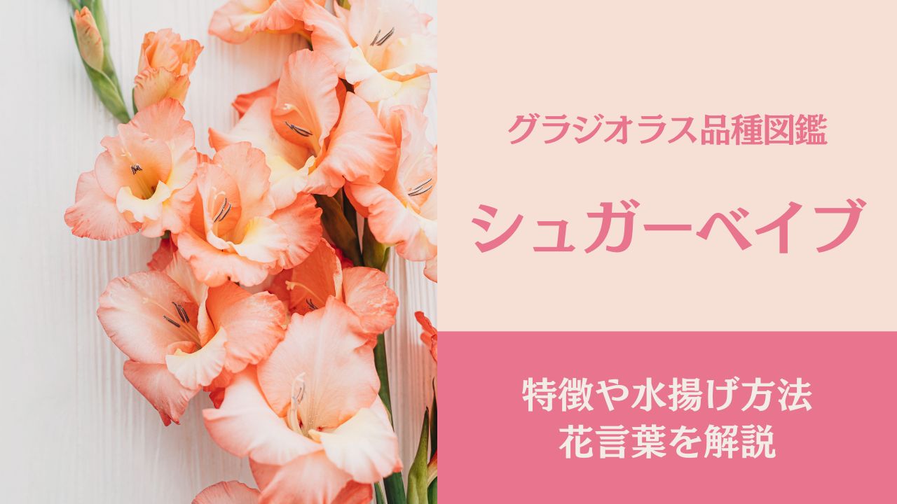 春の花スイトピー Sweet pea - パルファン サトリの香り紀行