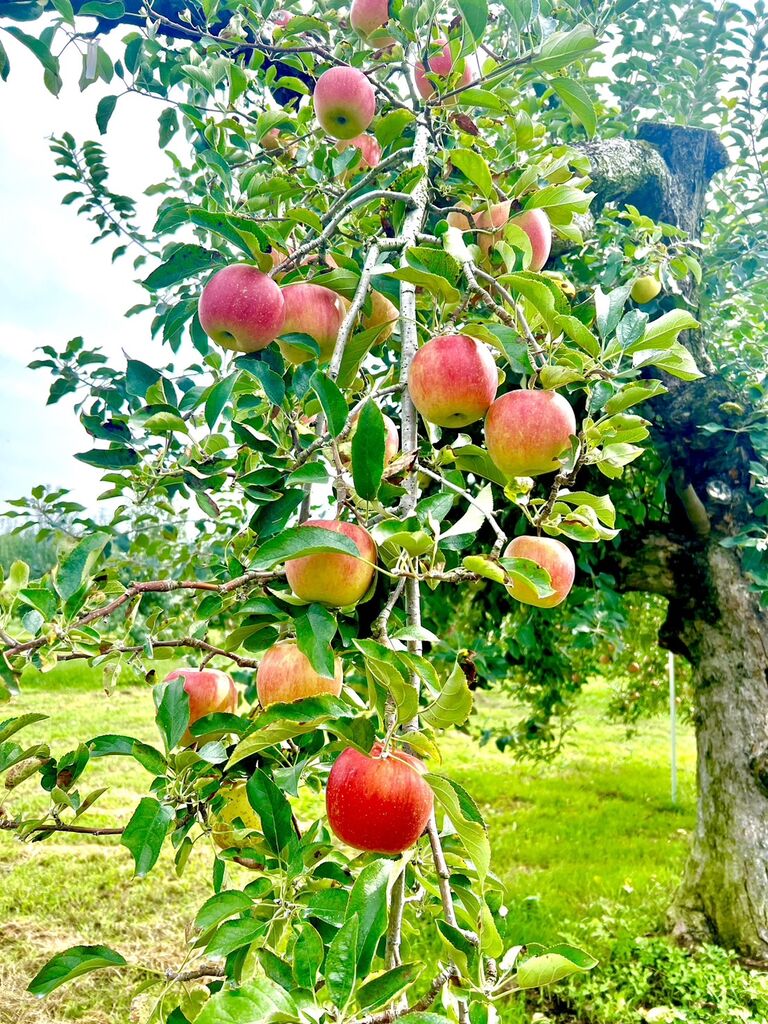 地産全消”で地域の美味しさを全国に 季節限定「野菜生活100 青森りんごミックス」新発売カゴメ株式会社のプレスリリース