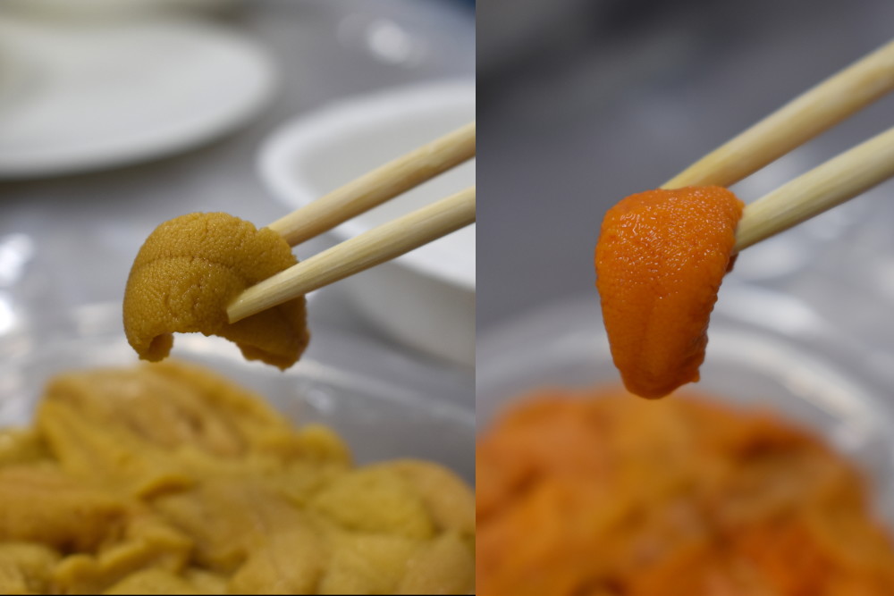 第1回 ウニの世界 〜多種多様なウニ殻の魅力あなたの知らない○○ワールド連載記事BuNa - Bun-ichi Nature WebMagazine 文一総合出版