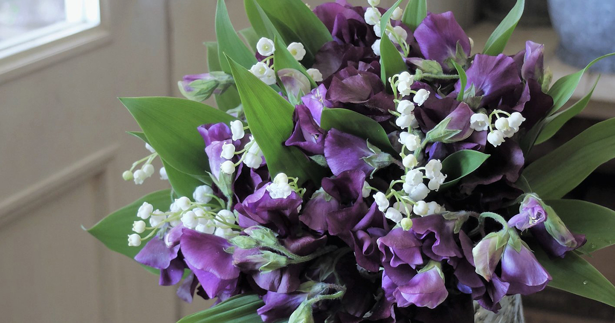 スイートピーの品種 紫系太陽農園宮崎県日南市風田農園直送スイートピー