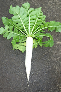 大根を切ったら中身が青い！？のんびり主婦〜あおいの毎日