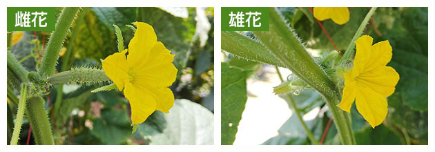 キュウリ 花が咲かないキュウリの育て方.com