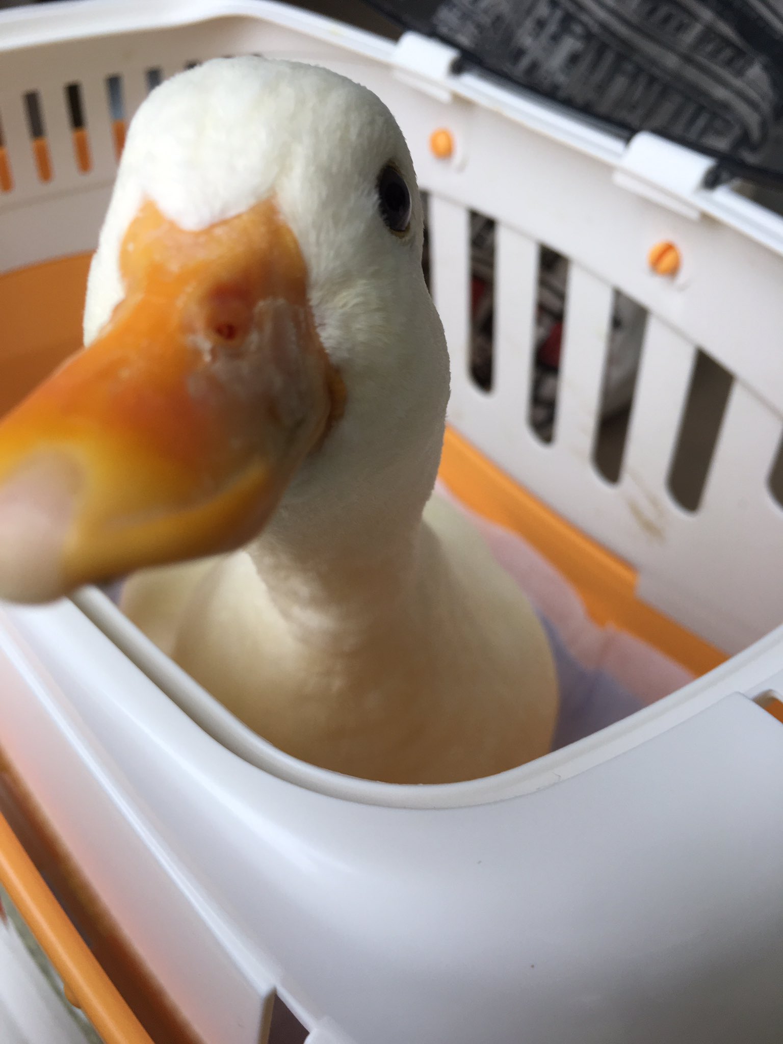 FOODYの食べ歩きシリーズ第4弾－北京ダック 北京填鴨香港ナビ