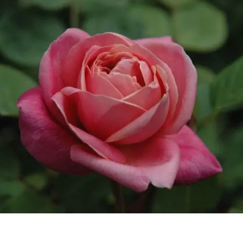 ブラック ティー バラ苗の通販の篠宮バラ園