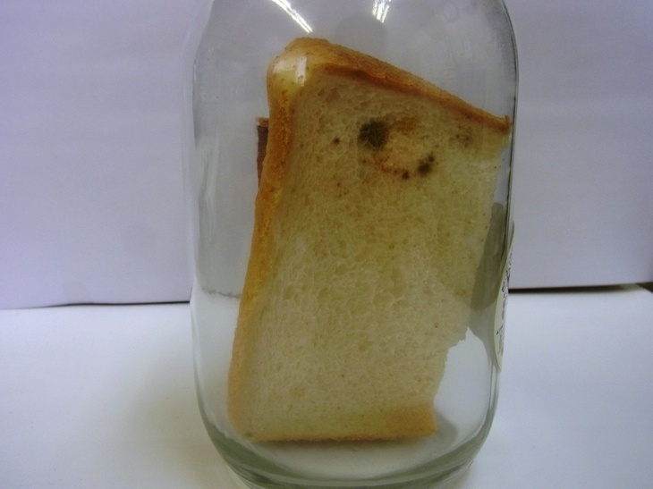 パンの白い点はカビ？それとも小麦粉？見分け方と食べてもいい状態を徹底解説！家事×節約 くらしと節約ラボ