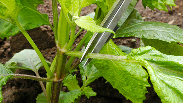 大葉の増やし方 ～摘芯 摘心 栽培で葉を増やす育て方 - バジルと大葉 しそ ＆ハーブ栽培 育て方 とレシピ：ガーデニングと家庭菜園の栽培ヒント