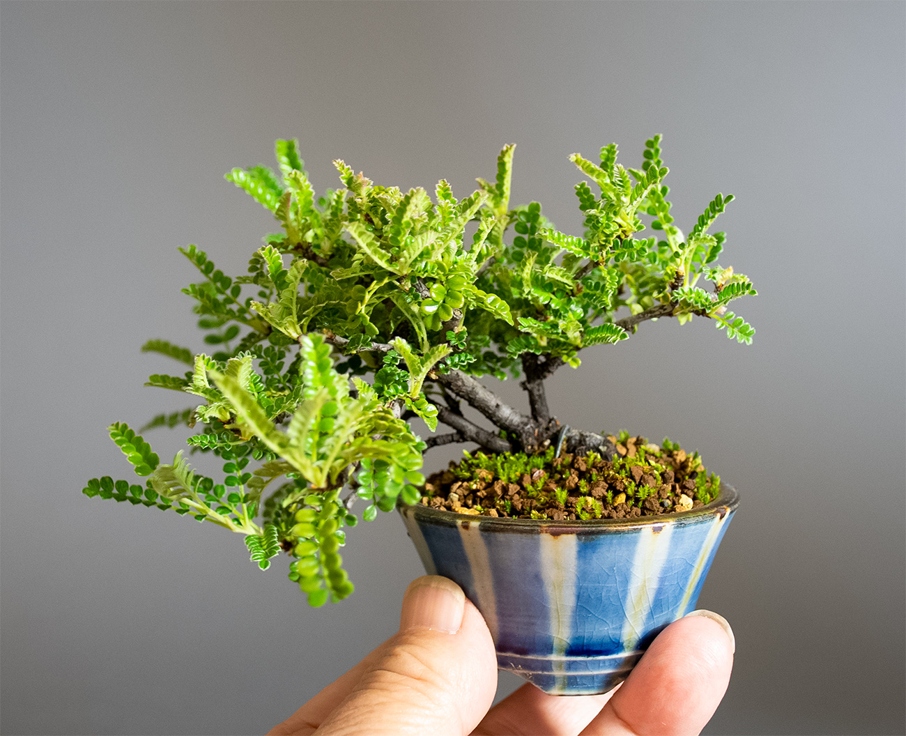 豆盆栽のある景色展」開催中！！monova日本のモノづくりのシェアショールーム