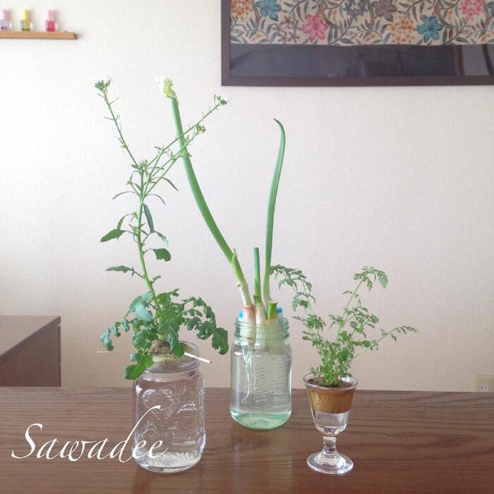 暮らし 野菜のヘタや根を育てる「リボベジ」挑戦！子どもも興味津々、食育にも！ - 家電 Watch