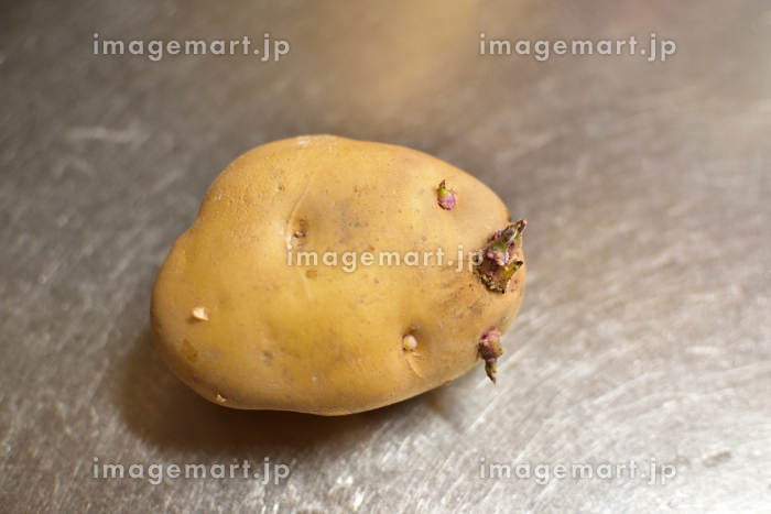 芽の出たジャガイモを売るなんて非常識ですよね～岩木山麓しらとり農場 青森の岩木山麓の固定種・在来種の自給循環型ＣＳＡ農場 研修生募集中