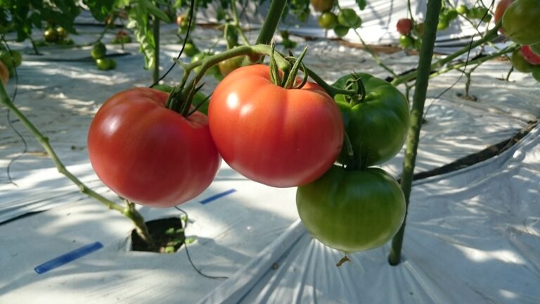 おいしいトマトの見分け方 決め手は”スターマーク” - ウェザーニュース