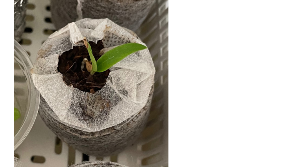 パプリカの水耕栽培に挑戦しています。ホームセンターで購入した苗を水耕栽培装置に植え替えましょう - 春色ソレイユ