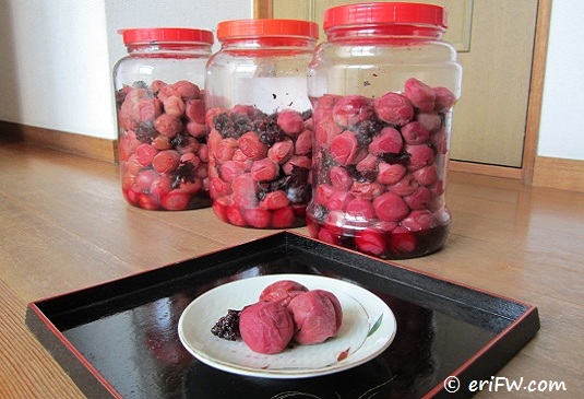 梅干しには紫蘇を入れるべき？もみ紫蘇の作り方と効能毎日気になる暮らしのこと