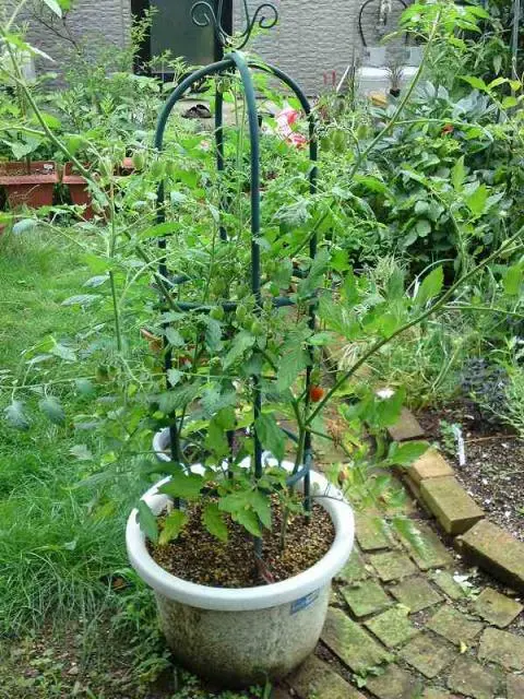 たためるプランター 支柱フレーム付き トマトTomato Climbing Patio PlanterHaxnicksEnglandBrand