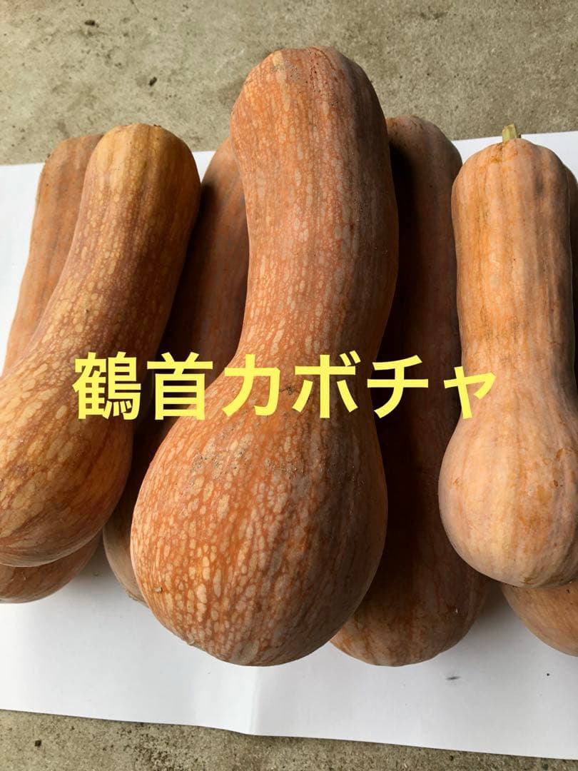 貴重なねっとり岩手カボチャ 鶴首かぼちゃ 10キロ 無農薬栽培Yahoo!フリマ 旧PayPayフリマ