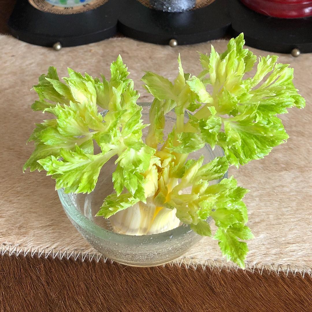 楽天市場 花瓶 リボベジ ガラス ベースリボーンベジタブル ガラスカップ 器 家庭菜園 再生野菜 ミニ花瓶 脚付き 入れ物 水耕 栽培 水栽培植物 多肉植物 観葉植物 野菜 根 芯 ヘタ スプラウト ハイドロポニックス: リビングート 楽天市場店