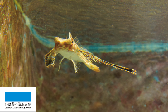 2,000匹の美しい魚を展示するカフェ型水族館 ジュエリーアクアリウム が公式YouTubeチャンネルをオープン！株式会社アイティベルのプレスリリース