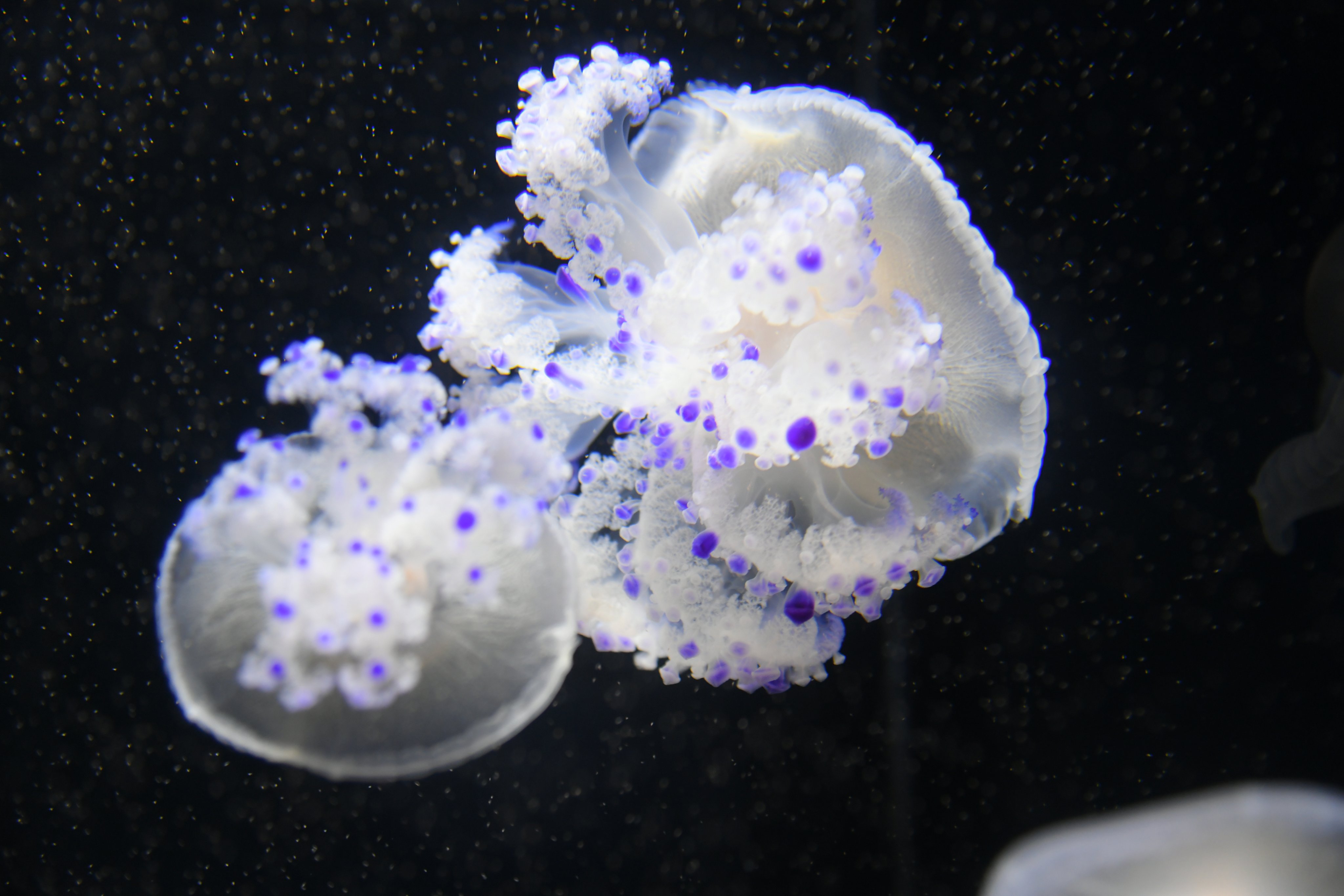 目玉焼きの再来海遊館とつながる海遊館