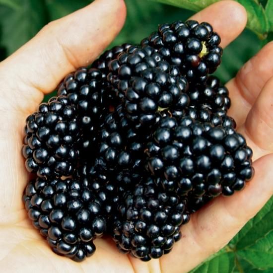 ブラックベリー 新・花と緑の詳しい図鑑