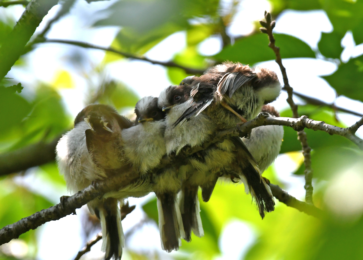 エナガ団子９個入神戸の野鳥note@きたの みつよし