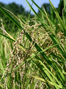 キビ 黍一般社団法人日本雑穀協会