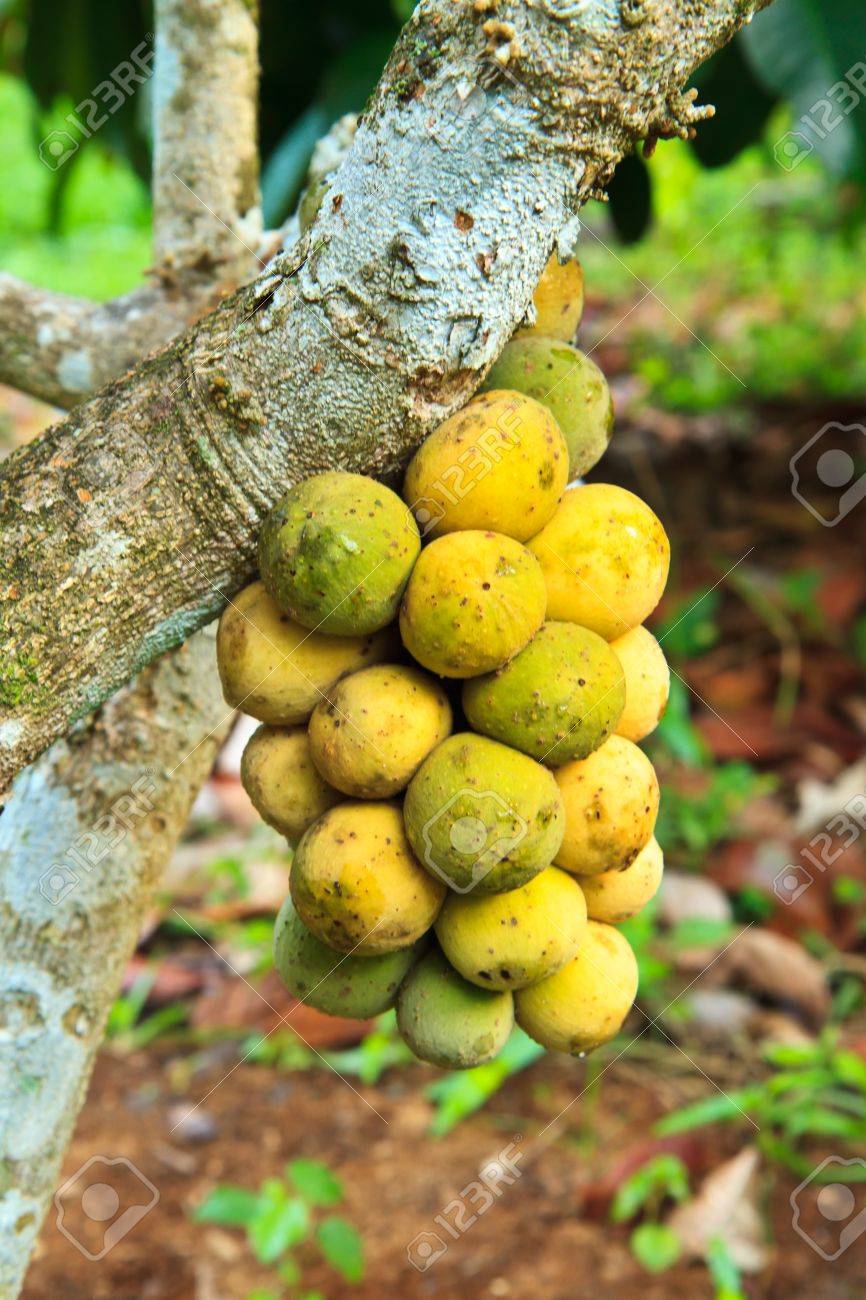 桃・梨・柿で連想する都道府県は？ 実は新潟はフルーツ王国今が買い時、取り寄せ時！ 新潟マストバイ新潟のつかいかた