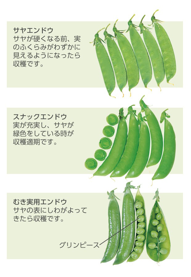 スナップエンドウとグリンピース、さやえんどうの違いを紹介カゴメ株式会社