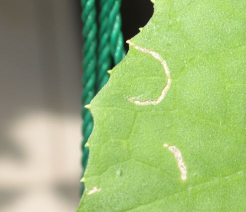 沖縄では食べられる!?「ヘチマ」よみもの沖縄CLIPあなたの沖縄旅を豊かにする体験予約サイト・観光情報メディア