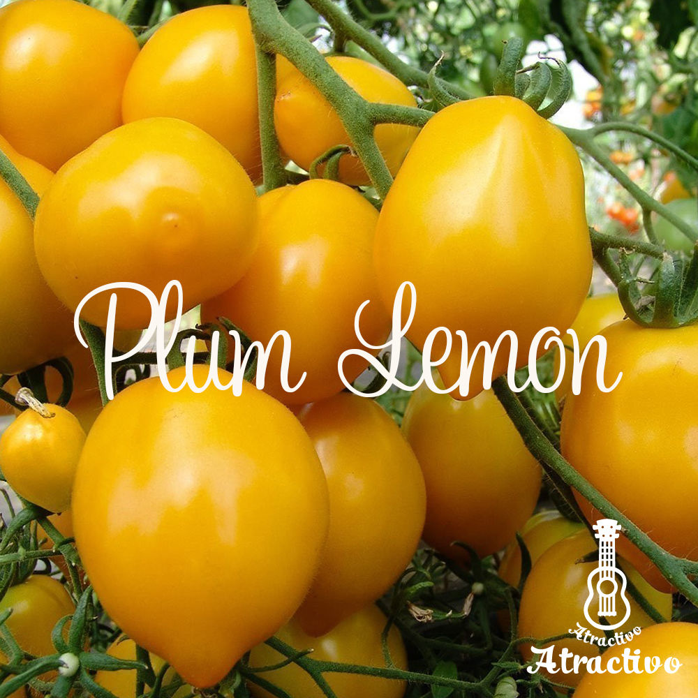 フルーツ感覚！蜂蜜イエロートマト旬を味わう お手軽レシピ JAグループ