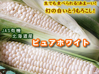 白いおおもの 旧:ホワイトレディーとうもろこし- e-種や国内最大級の野菜種・花種・苗・農業資材の販売店