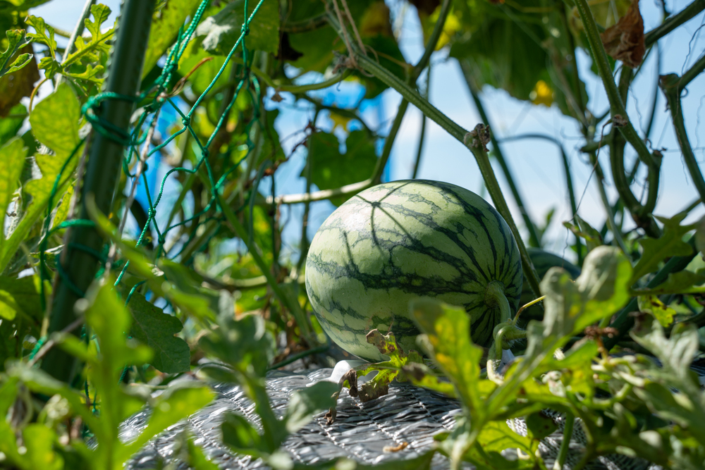 スイカ１玉食べきれない農家が教える保存方法に「分かりやすい」「参考になる！」 – grapeグレイプ