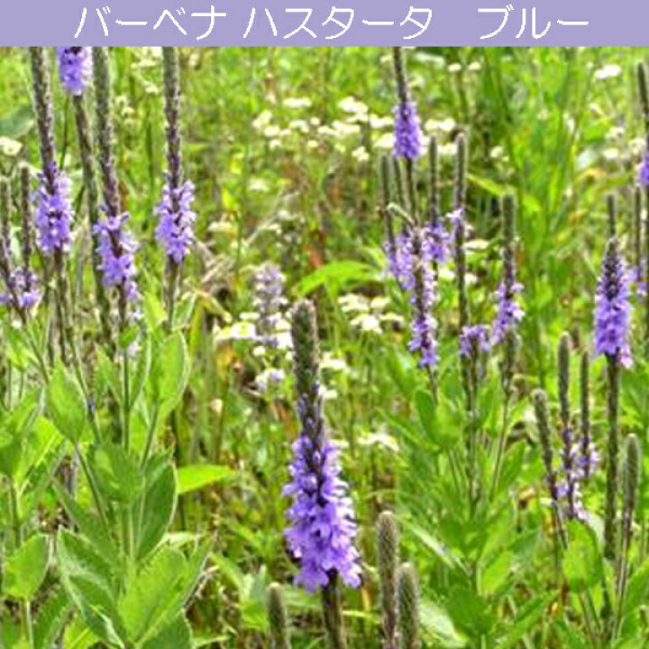 バーベナ・ハスタータ ブルーバーベイン の育て方