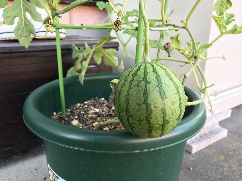 宙に実る？小玉スイカの空中栽培。プランター栽培もOK。甘い西瓜の育て方園楽project~園芸・植物を楽しむ情報サイト～