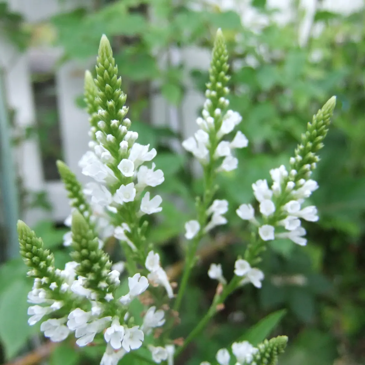 バーベナハスタータブルーと白、細葉マウンテンミント - 庭物語