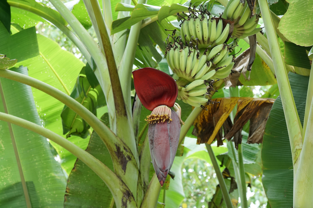 皮まで食べれる！無農薬栽培の国産バナナ - よかもん市場