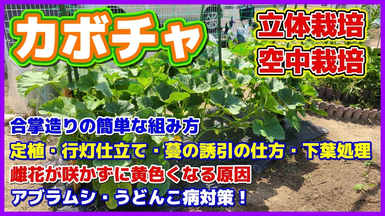 カボチャの空中栽培！省スペースで楽しむ育て方のコツほーむめいど野菜