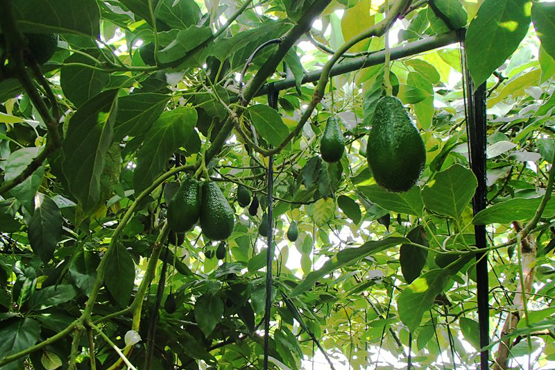 楽天市場 アボカド 愛媛の通販