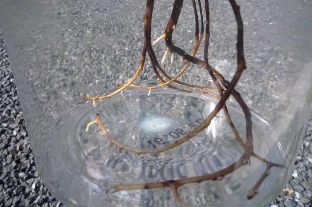 アボカドくん2号が枯れた原因 – avoavo