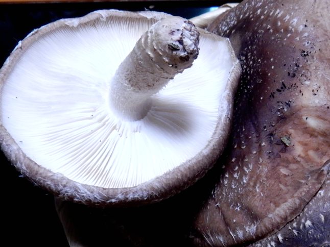 しいたけが赤いのはカビ？食べても大丈夫？ – シュフーズ