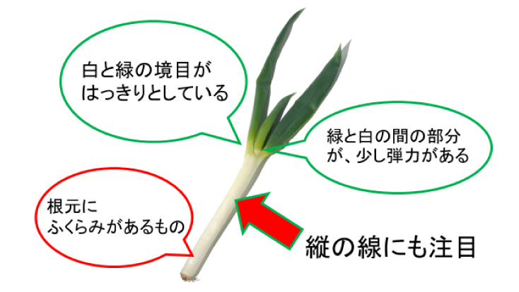 楽天市場大人気野菜 長ねぎ 5キロ 箱 30本前後入 埼玉 茨城 群馬 千葉県産 Lサイズ 白ネギ 新鮮で太い 長ネギ 関東地区産地 国産飲食店業務用長葱 ご家庭用にも 新鮮野菜 : えびねの多菜生活楽天市場店