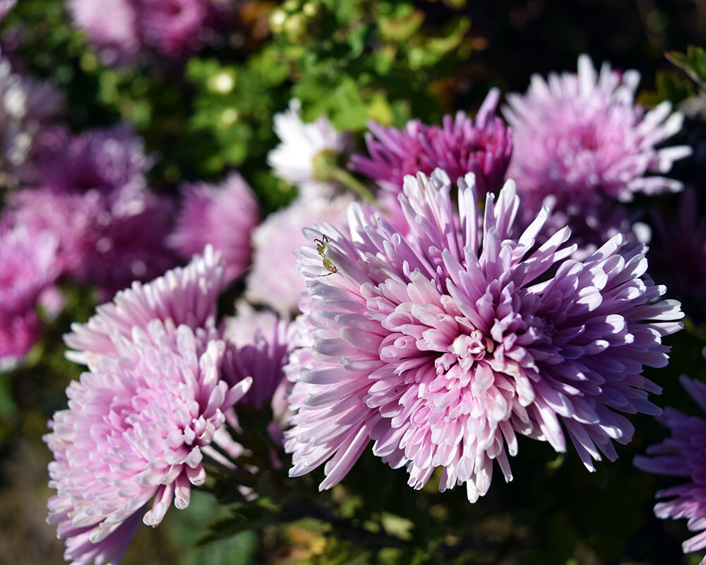 食用菊を植えっぱなしで育てるコツと注意点まとめ - いなかノート