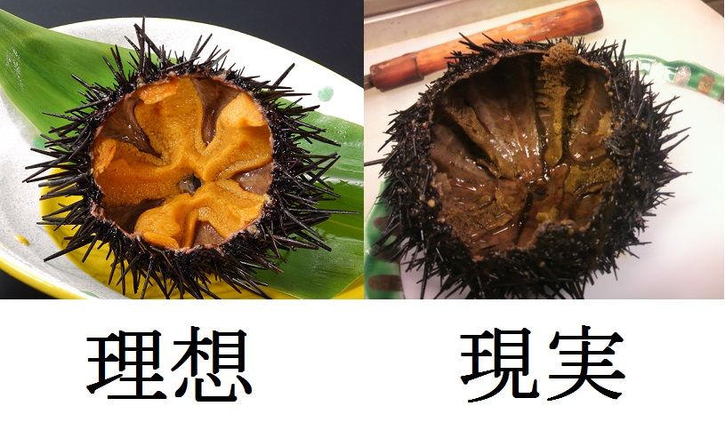 白いうに、中身は何色かなぁ？＃生うに有 カネタ竹内水産 カネタの生ウニ根室市＃花咲港 車石 根室の魚介類 朝市 イベント＃浜炉端 リトルガーデン マルコ水産 居酒屋エンテイ🏮 根室ベース 鮨🍣 唐揚げ＃タラフライ タコイカフライ